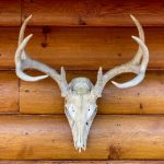 揭秘历史上最昂贵的舞会礼服,奢华与魅力并存 k9u6pglk2