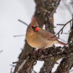 揭秘《秘密森林》高评分背后的原因与魅力 pa2og7ddrk